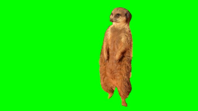 Meerkat isolated chroma key screen