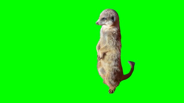 Meerkat isolated chroma key screen