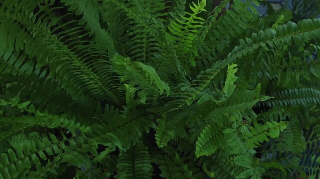 green fern leaves