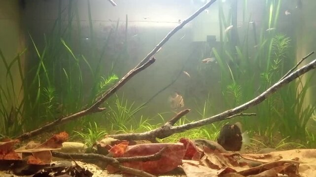 Natural Biotope Aquarium with Driftwood, Leaves and Tropical Fish