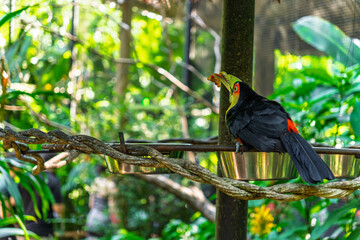 Obraz premium Beautiful Toco Toucan with its iconic colorful beak eating fruit in a lush tropical garden with green leaves and a soft bokeh background