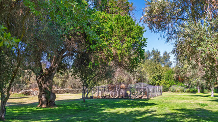 Ancient olive tree in a sunny rural backyard with a green lawn and a small chicken coop under a clear blue sky, representing peaceful country life and sustainability © Yuliko