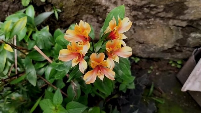 Vibrant yellow Alstroemeria Lily or Peruvian lily or lily of the Incas blooming in a lush garden setting in Ungaran Regency, Indonesia. Footage.