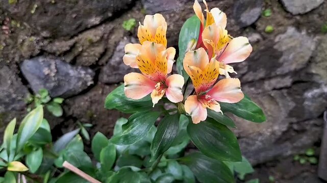 Vibrant yellow Alstroemeria Lily or Peruvian lily or lily of the Incas blooming in a lush garden setting in Ungaran Regency, Indonesia. Footage.