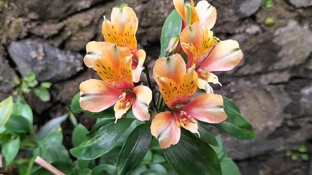 Vibrant yellow Alstroemeria Lily or Peruvian lily or lily of the Incas blooming in a lush garden setting in Ungaran Regency, Indonesia. Footage.