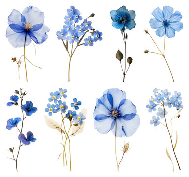 PNG Delicate blue floral collection on transparent background