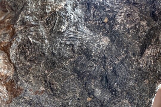 Macro view of marine bivalve shell fossils in dark rock
