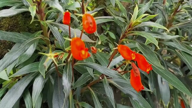 The beauty of Seemannia sylvatica, Gloxinia sylvatica, Bolivian sunset blossoming green garden spring. Nature and growth. Garden flowers. Footage. 