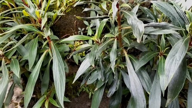 The beauty of Seemannia sylvatica, Gloxinia sylvatica, Bolivian sunset blossoming green garden spring. Nature and growth. Garden flowers. Footage. 