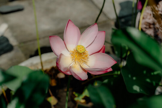a Sacred Lotus Nelumbo Flower is blossom. Isolated by blurred or bokeh background. Top angle shot. Flower, Religion background