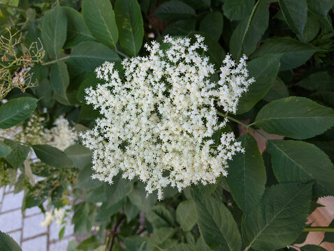 Holunderbl&uuml;te, Holunder, Bl&uuml;te ,Strauch, Busch