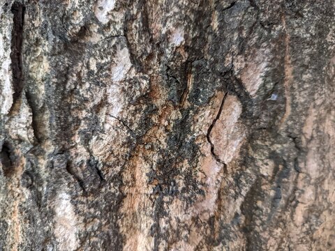 close-up view of an old, weathered wooden surface with a rich, dark brown color and prominent rustic textures. The wood features distinct vertical cracks, deep grain lines, and irregular dark stains f