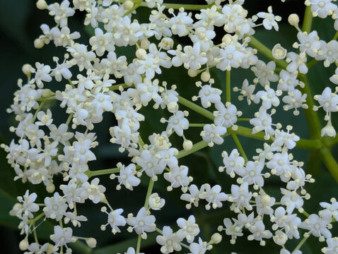 Holunderbl&uuml;te, Holunder, Bl&uuml;te ,Strauch, Busch