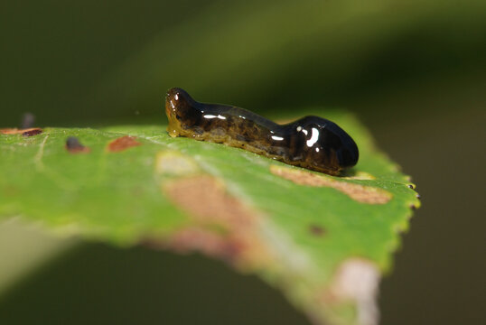 Slug caterpillar
