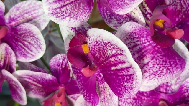 Purple orchid flowers collage