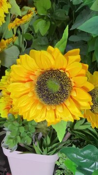 Yellow sunflowers arranged in pots