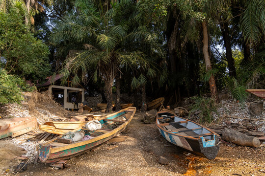 Boats resting under palm trees by the shore, The Gambia