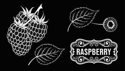 Very beautiful black-and-white engraved vector illustration featuring fresh RASPBERRIES, a sliced berry section, leaves, and a decorative botanical label reading "RASPBERRY", rendered in refined engra © williamnoah