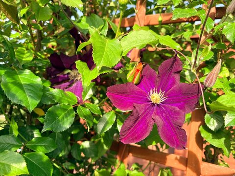violet flowers in the garden