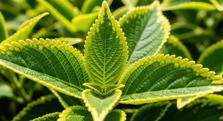 Fototapeta premium Vibrant Green and Yellow Coleus Leaves Macro Photography for Nature an