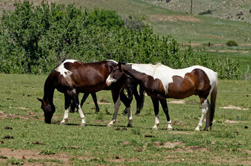 Obraz premium Two brown and white paint horses grazing in a grassy field in South Dakota