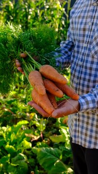 Carrot harvest in the hands of a farmer. Selective focus.