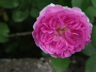 Fototapeta premium Blooming rose near a tree in garden