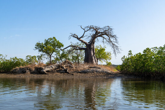 Ancient baobab tree beside the water, Senegal
