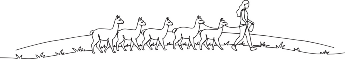 Fototapeta premium A person leading a group of llamas across a grassy hill.