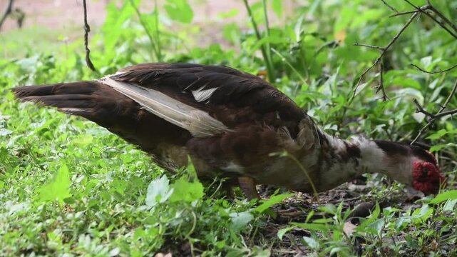 Close-up of a Muscovy duck eating food on a grassy field.