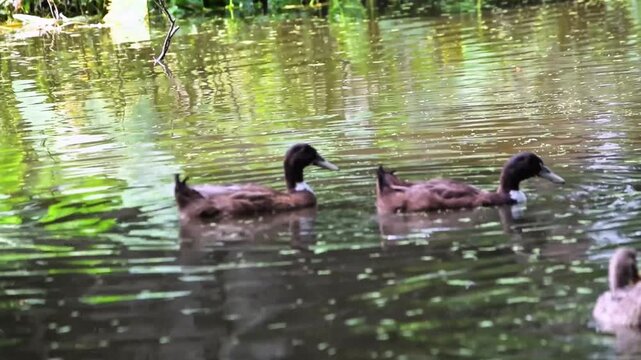 A group of ducks swimming in a calm pond water, surrounded by a grassy bank with leaves