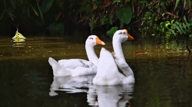 Two Graceful white swans swimming together in a tranquil pond, with their reflections shimmering on calm water, surrounded by grassy bank with leaves