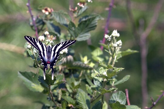 A zebra swallowtail butterfly opening its wings on a wild blackberry bush.