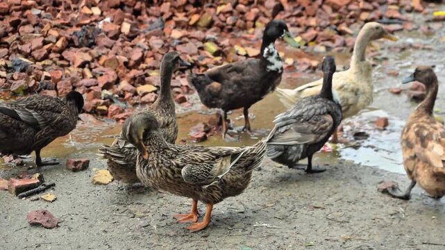 A group of ducks resting on muddy ground and grooming feathers in a natural habitat