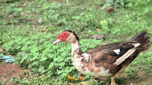 A single Muscovy duck walking on a green grassy outdoor area .