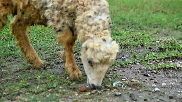 Close-up of a solitary sheep foraging in a damp pasture and eating grass.