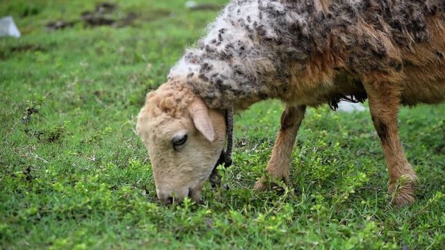Close-up of a sheep grazing on vibrant green grass conveys rural farm life.