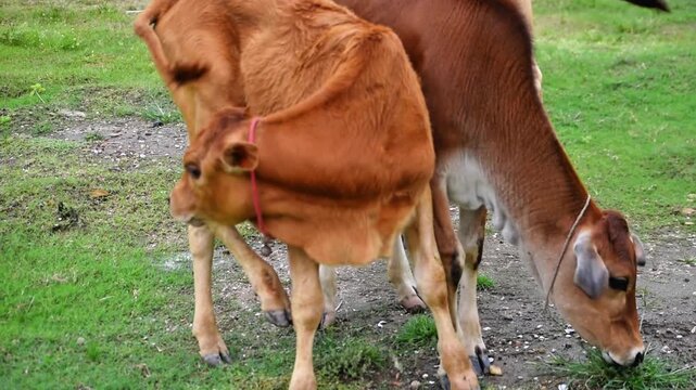 Adorable calves peacefully feeding in a verdant field convey rural farm life.