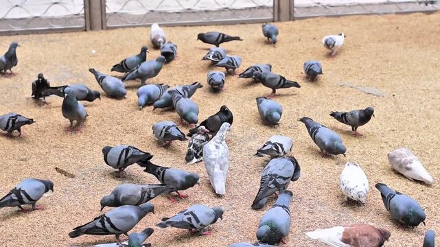 A flock of urban pigeons, also known as rock doves, eating paddy rice on a pavement conveys avian behavior.