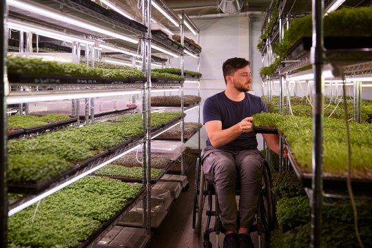 Man tending to plants in indoor garden while using wheelchair