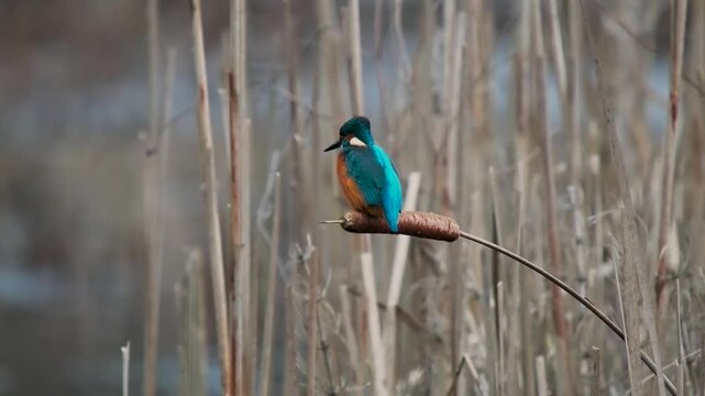 Kingfisher on a Reed Fishing
