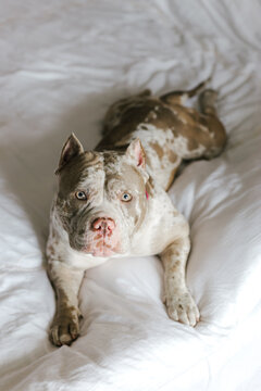 American bulldog resting on white bed at home
