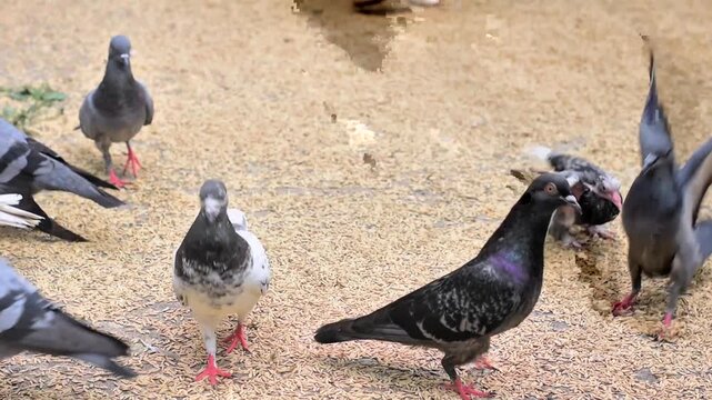 A flock of urban pigeons, also known as rock doves, eating paddy rice on a pavement conveys avian behavior.