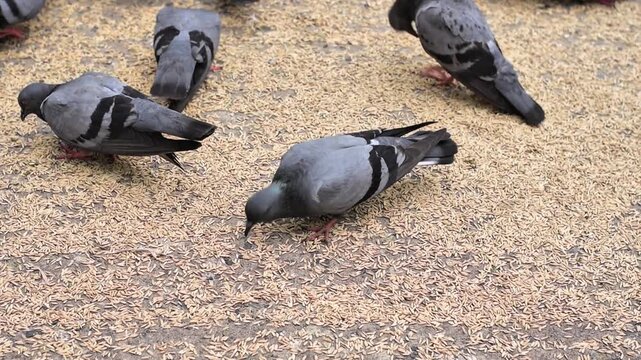 A flock of urban pigeons, also known as rock doves, eating paddy rice on a pavement conveys avian behavior.