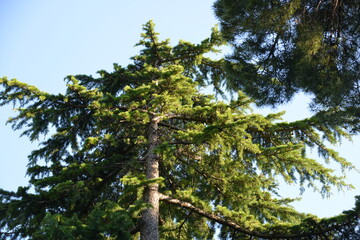 Fototapeta premium Low Angle View Of Tall Evergreen Conifer Tree With Sunlit Green Branches Against Blue Sky, Natural Forest Background For Wilderness, Ecology And Outdoor Landscape Design