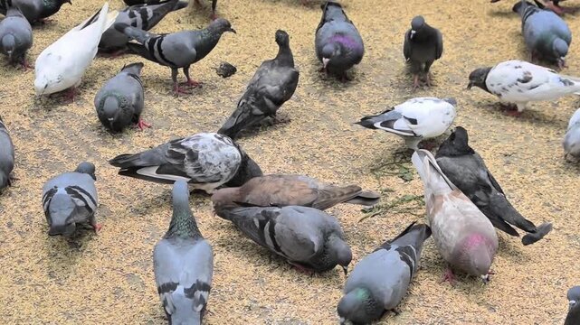 A flock of urban pigeons, also known as rock doves, eating paddy rice on a pavement conveys avian behavior.