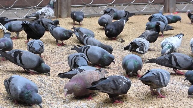 A flock of urban pigeons, also known as rock doves, eating paddy rice on a pavement conveys avian behavior.
