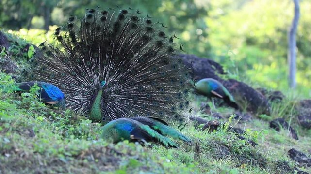 Three peacocks in a grassy field with one displaying its feathers