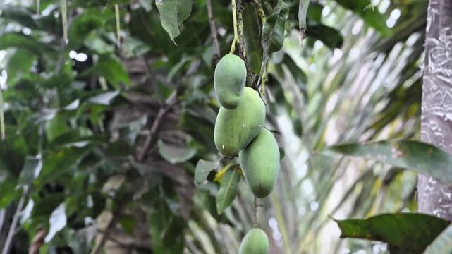 Close-up of raw green mango clusters on a tree stem. Lush tropical greenery provides a natural backdrop. 