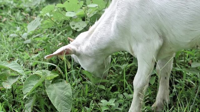 A young white goat eats lush foliage in a field during the daytime. Gentle motion emphasizes natural behavior 